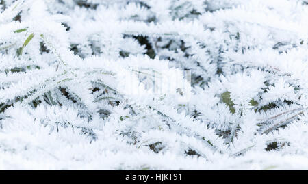 Le gel frais couvre l'herbe verte en début de matinée d'hiver, photo gros plan avec mise au point sélective et peu profondes 6 Banque D'Images