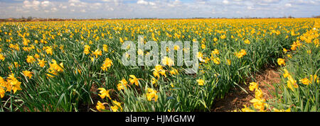 Domaine de jonquilles au printemps dans la campagne du Lincolnshire Banque D'Images