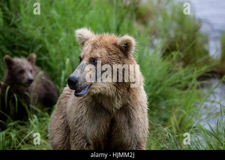 L'ours brun de Katmai pêche au saumon à Brooks Falls. Les oursons d'un an. Les ours adultes la pêche. De l'Alaska. Banque D'Images