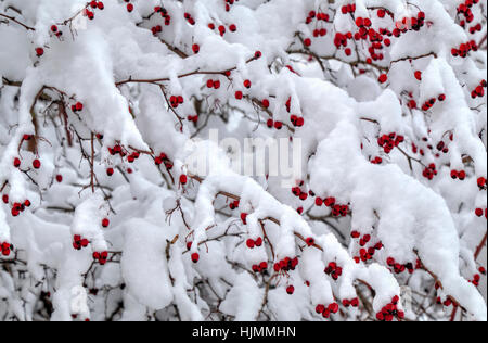 Fond d'hiver avec red rose hips couverte de neige Banque D'Images