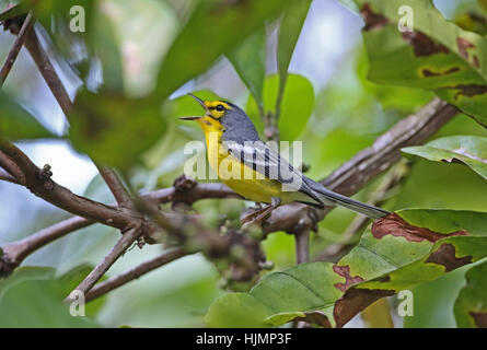 St Lucia orangée (Setophaga delicata) Direction générale des adultes perché sur fond doux Plantation, St Lucia, Petites Antilles Décembre Banque D'Images