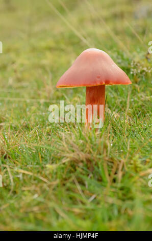 Hygrocybe miniata, Vermilion Waxcap Banque D'Images