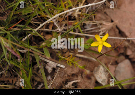 De St John's wort, Hypericum humifusum- Banque D'Images