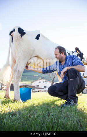 Fermier qui trait une vache au pâturage Banque D'Images