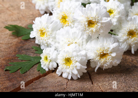 Un bouquet de chrysanthèmes blancs petit gros plan sur une planche de bois. L'horizontale Banque D'Images
