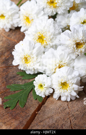 Belle décoration bouquet de chrysanthèmes mini blanc gros plan sur une planche en bois vertical. Banque D'Images