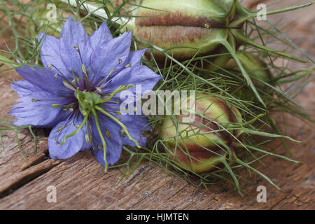 Nigella fleur avec un bourgeon macro sur une table de bois horizontal. Banque D'Images