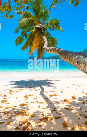 Plage de l'île de Mahé, Seychelles, Baie Lazare Banque D'Images