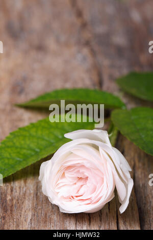 Belle rose rose pâle sur planche de bois verticale close up Banque D'Images