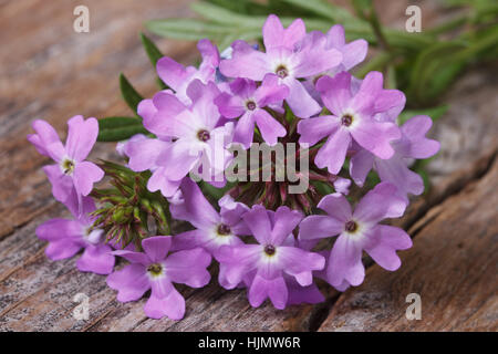 Verveine fleurs sur la table horizontale gros plan Banque D'Images