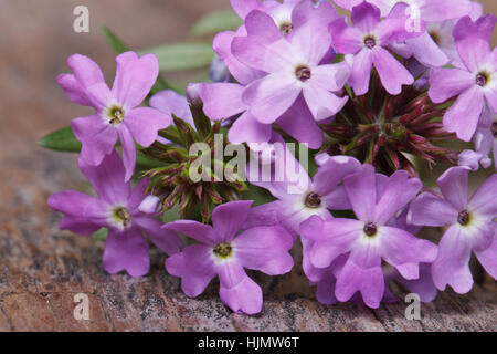 Verveine fleurs violettes délicates sur la table horizontale macro Banque D'Images