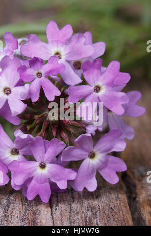 Verveine fleurs violettes délicates sur la table verticale macro Banque D'Images