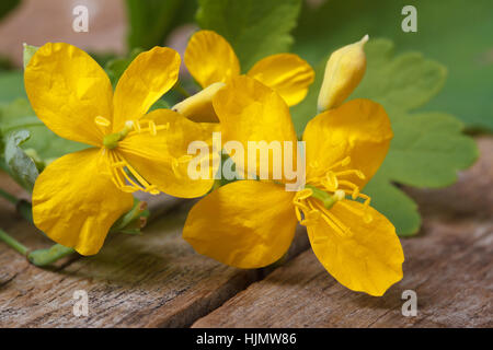 Chélidoine jaune fleurs gros plan sur une table de bois horizontal. Banque D'Images