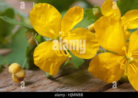 Chélidoine jaune fleurs macro sur une table de bois horizontal. Banque D'Images