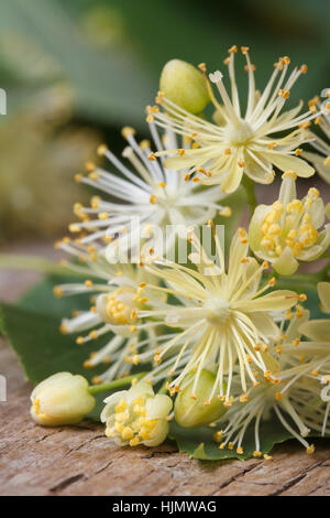 Fleurs jaunes de linden macro sur une table en bois. vertical close up Banque D'Images