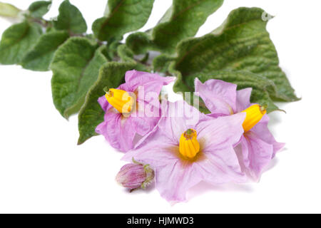 Fleurs de rose gros plan de pomme de terre isolé sur fond blanc Banque D'Images