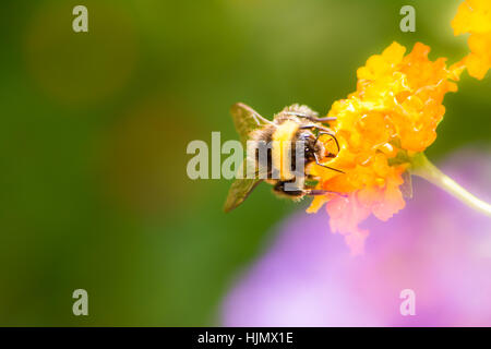 Macro d'un bourdon la collecte de nectar sur une fleur de Lantana camara Banque D'Images
