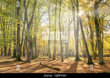 Couleurs d'automne, forêt de hêtres, New Forest, Hampshire Banque D'Images