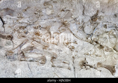 Squelettes de dinosaures dans la région de Dinosaur National Monument, Utah, USA. Banque D'Images