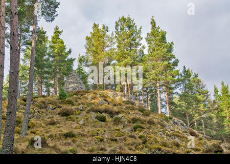 CAIRNS BALMORAL BALMORAL ESTATE CRATHIE PRINCESS LOUISES CAIRN SUR UN ÉPERON KNOLL entouré par des arbres de pin sylvestre et Heather Banque D'Images