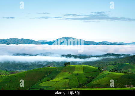 Champ de maïs sur le long de la montagne et de la forêt de nuages. Banque D'Images