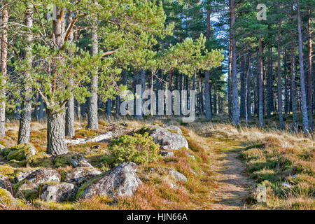 CAIRNS BALMORAL BALMORAL ESTATE CRATHIE PARCOURS TYPIQUE SUR LE SENTIER DU CAIRN Banque D'Images