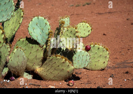 Cactus dans le désert de l'Arizona. Banque D'Images