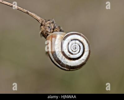 Escargot, coquille d'escargot, lame, blank, européen, de race blanche, striée, escargot, escargot Banque D'Images