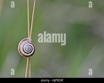 Western heath sur drnberg escargot Banque D'Images