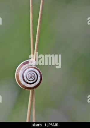 Escargot striée Banque D'Images