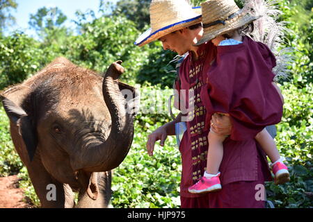 Jouer avec cub éléphants dans le parc de sauvetage de l'éléphant (Chiang Mai - Thaïlande) Banque D'Images