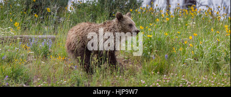 Grizzly Bear cub dans le Parc National de Yellowstone Banque D'Images