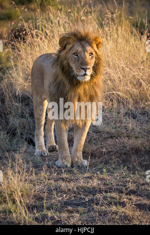 L'Afrique de l'Homme Lion, Panthera leo, debout, de face, Masai Mara National Reserve, Kenya, Africa, portrait de Lion à crinière magnifique, homme Lion Banque D'Images