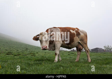 Vache dans le pré dans la brume sur l'herbe couverte de rosée Banque D'Images