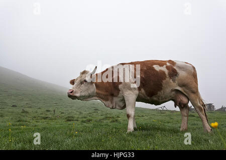 Vache dans le pré dans la brume sur l'herbe couverte de rosée Banque D'Images