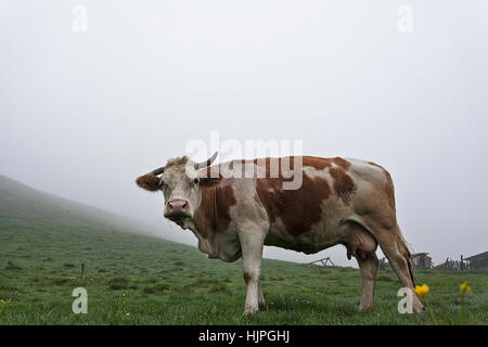 Vache dans le pré dans la brume sur l'herbe couverte de rosée Banque D'Images