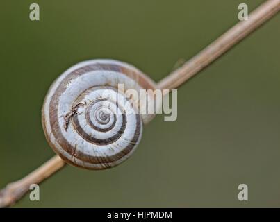 Diagonal, escargot, coquille d'escargot, sec, sec, aride, brin d'herbe, prairie, Banque D'Images