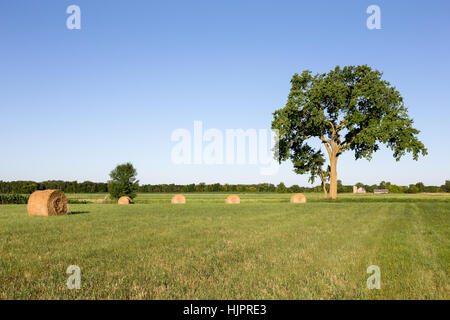 Golden bottes de foin dans un champ vert sous un grand arbre avec une ferme dans l'arrière-plan lointain. L'espace de copie dans le ciel si nécessaire. Banque D'Images