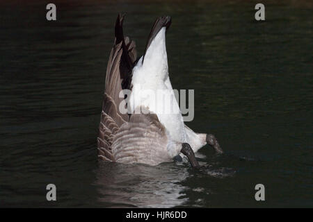 La faune, la bernache du Canada (Branta canadensis). Banque D'Images