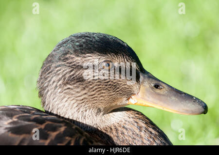 La faune, canards colvert, femelle (Ana platyrhynchos) est un canard de surface. Banque D'Images