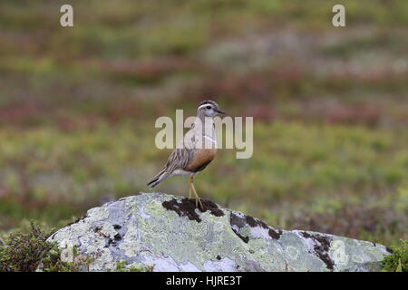 Dotterel eurasien, debout sur la toundra Banque D'Images