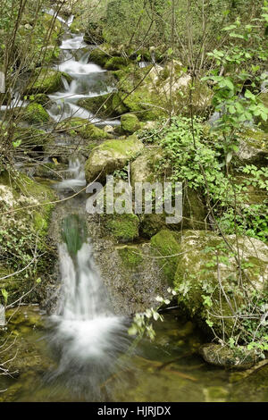 Cypress grove de Fontegreca avec de multiples ruisseaux et chutes d'eau dans le parc nationale du Matese province de Caserte dans la Campanie Banque D'Images