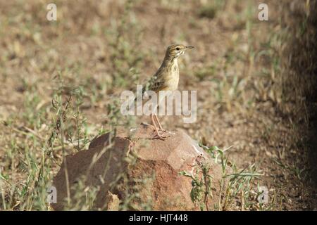 Pipit africain debout sur grande pierre Banque D'Images