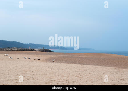 Portugal : vue de la plage de Praia et Pederneira, les vieux quartiers de la ville de Caldas da Rainha Banque D'Images