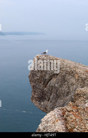 Portugal : l'océan Atlantique et la vue d'une mouette sur le rocher sur le dessus de Sitio, le vieux quartier de Nazare Banque D'Images