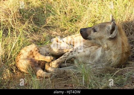 Une femelle Hyène tachetée d'allaiter son cub Banque D'Images