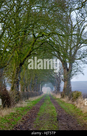 Tunnel du peintre David Hockney d'arbres près de Kilham qui apparaissent dans plusieurs de ces peintures à l'East Yorkshire Banque D'Images