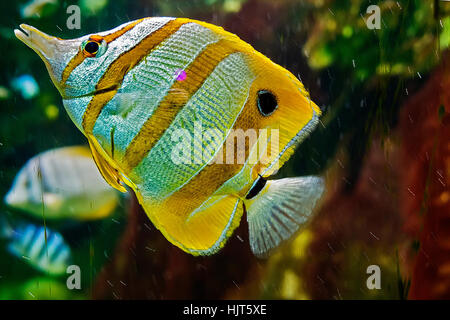 Poisson Papillon chelmon à bec (Chelmon Rostratus) (UK) Banque D'Images