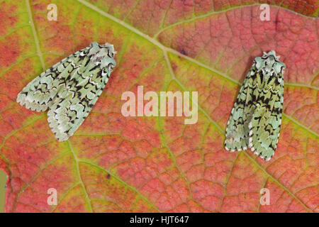 La Merveille du Jour (Griposia aprilina) - deux superbes vert, noir et blanc papillons qui volent à l'automne, assis sur une feuille rouge Banque D'Images