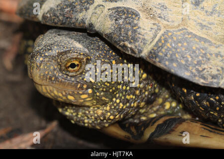 Repéré en plein air près de tortues d'eau douce Banque D'Images